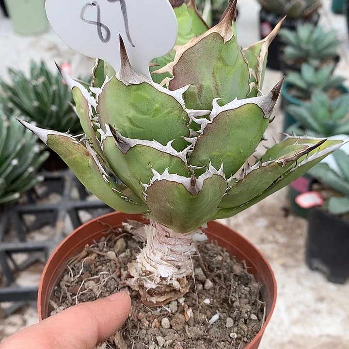 阿*87老桩小岛9999999999999