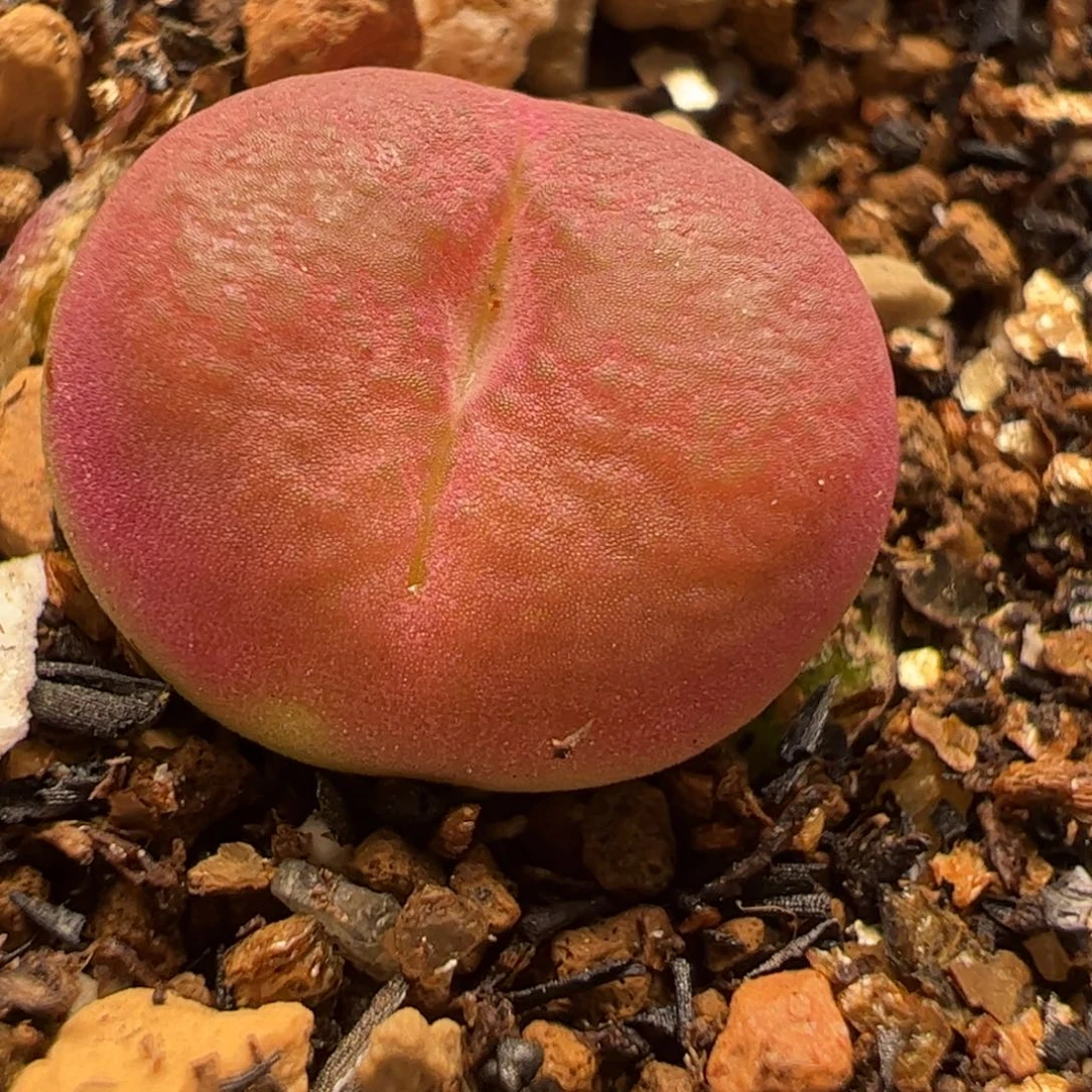吕红多肉植物百科125