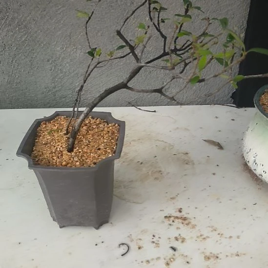 背***墙无花朵海  岛  春  花