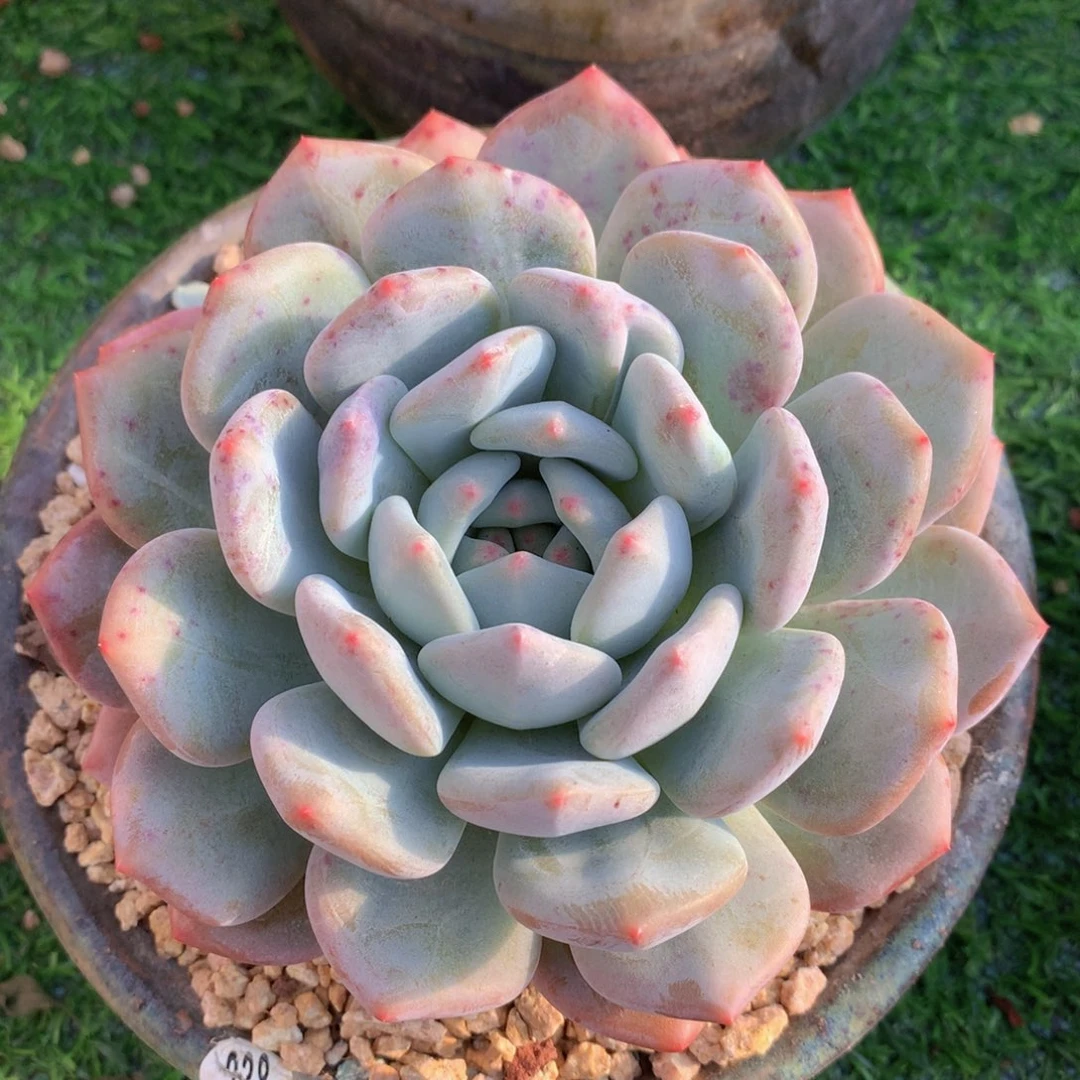 香橙15 公分一物一拍