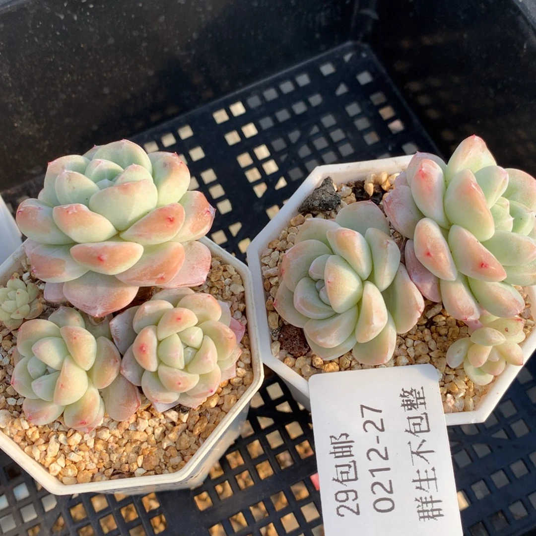 0212-27 冰玉两颗