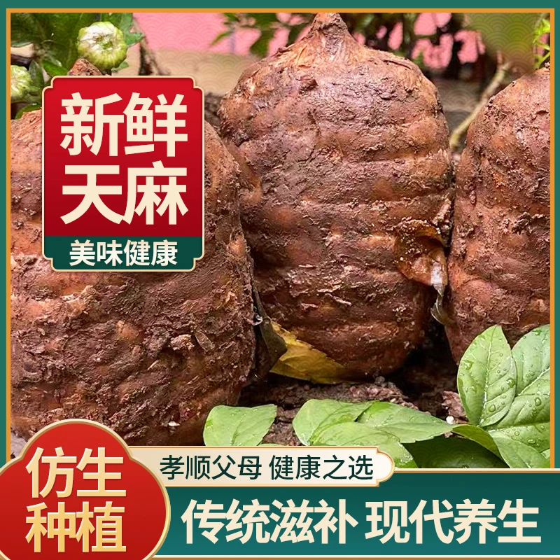 贵州黔东南 仿生种植新鲜天麻顺丰包邮