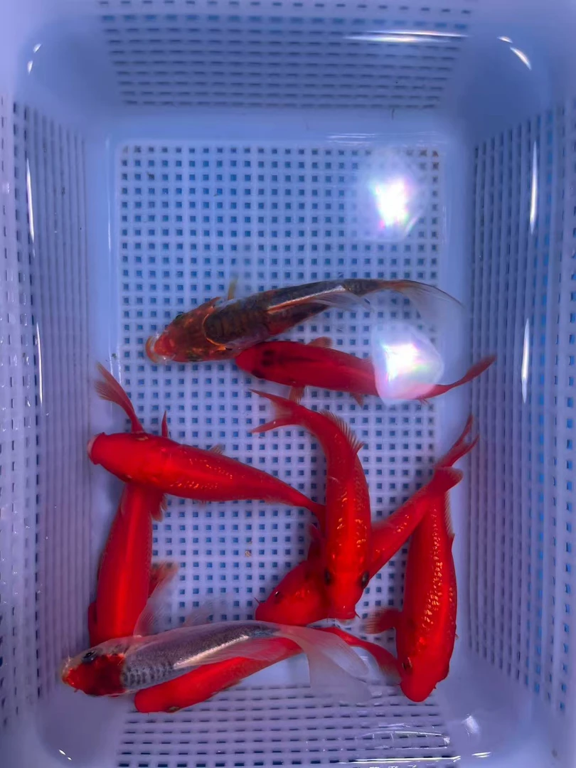 {渔场直销}精品耐寒耐活观赏鱼锦鲤鱼淡水鱼好养5～15公分包邮