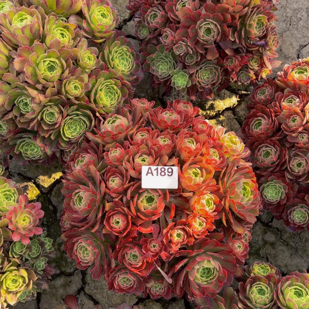 安娜法师朵朵5-30