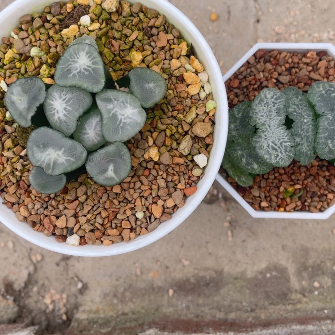 十*狐望乡➕巨大化虎姬。