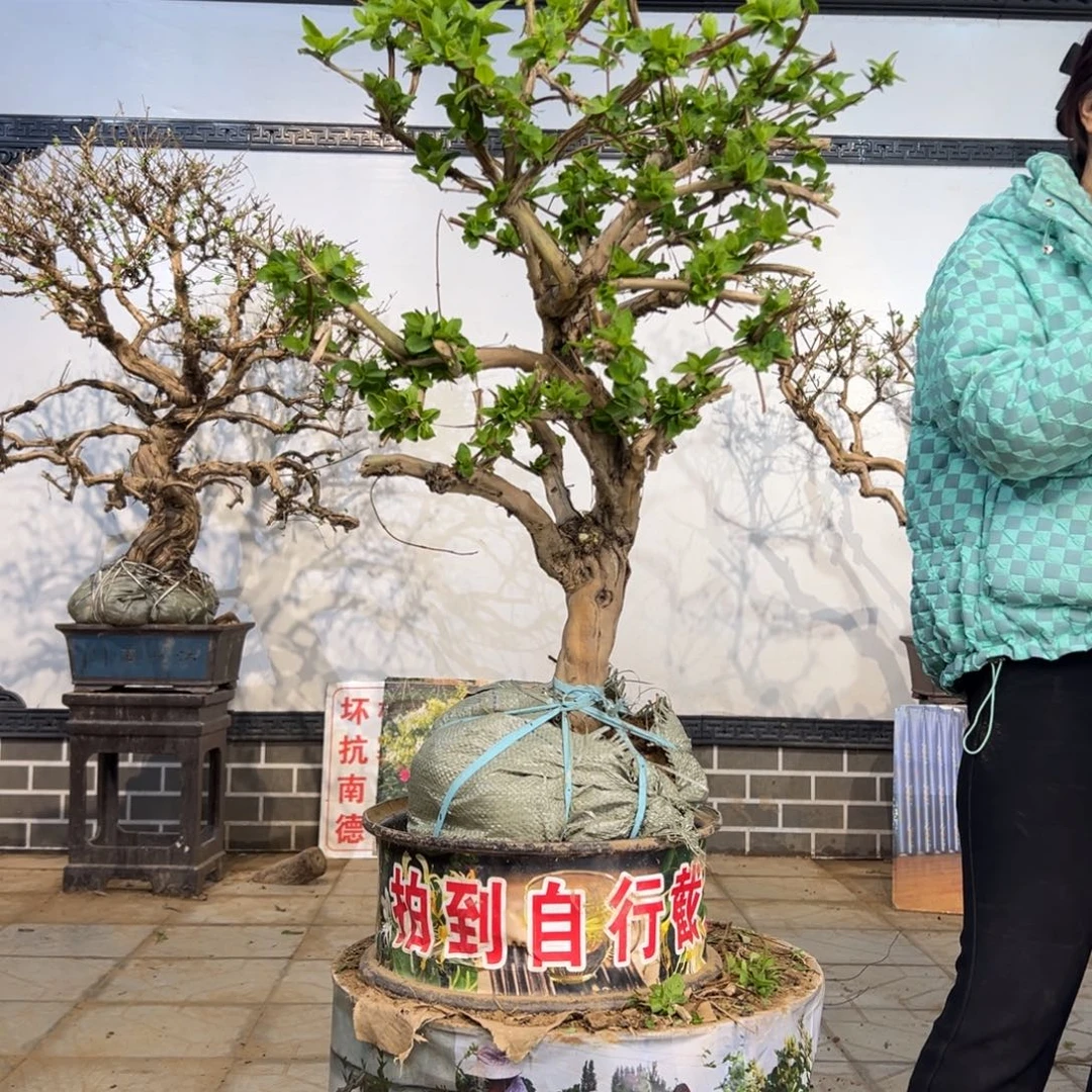 无花朵金银花58888