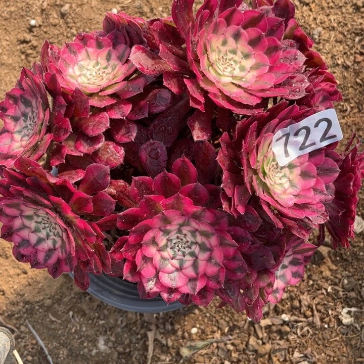 722多肉植物红铜白