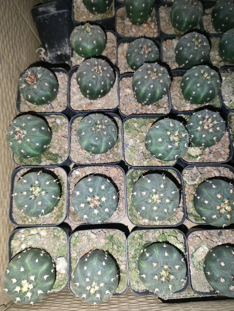 二妹园艺（实生猫爪）多花色仙人球满18包邮随机发