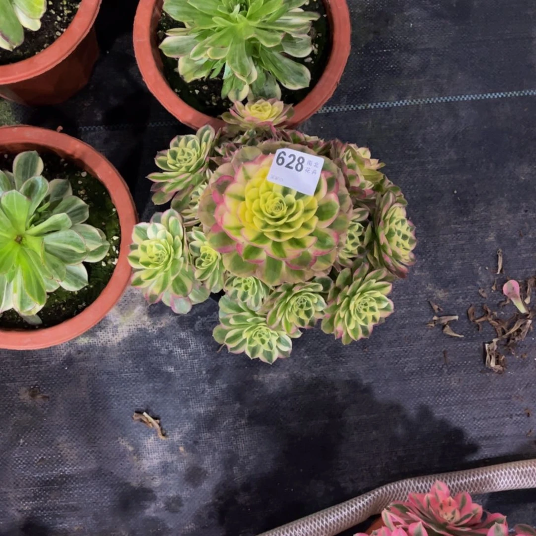 可***.多肉玉滋000000628