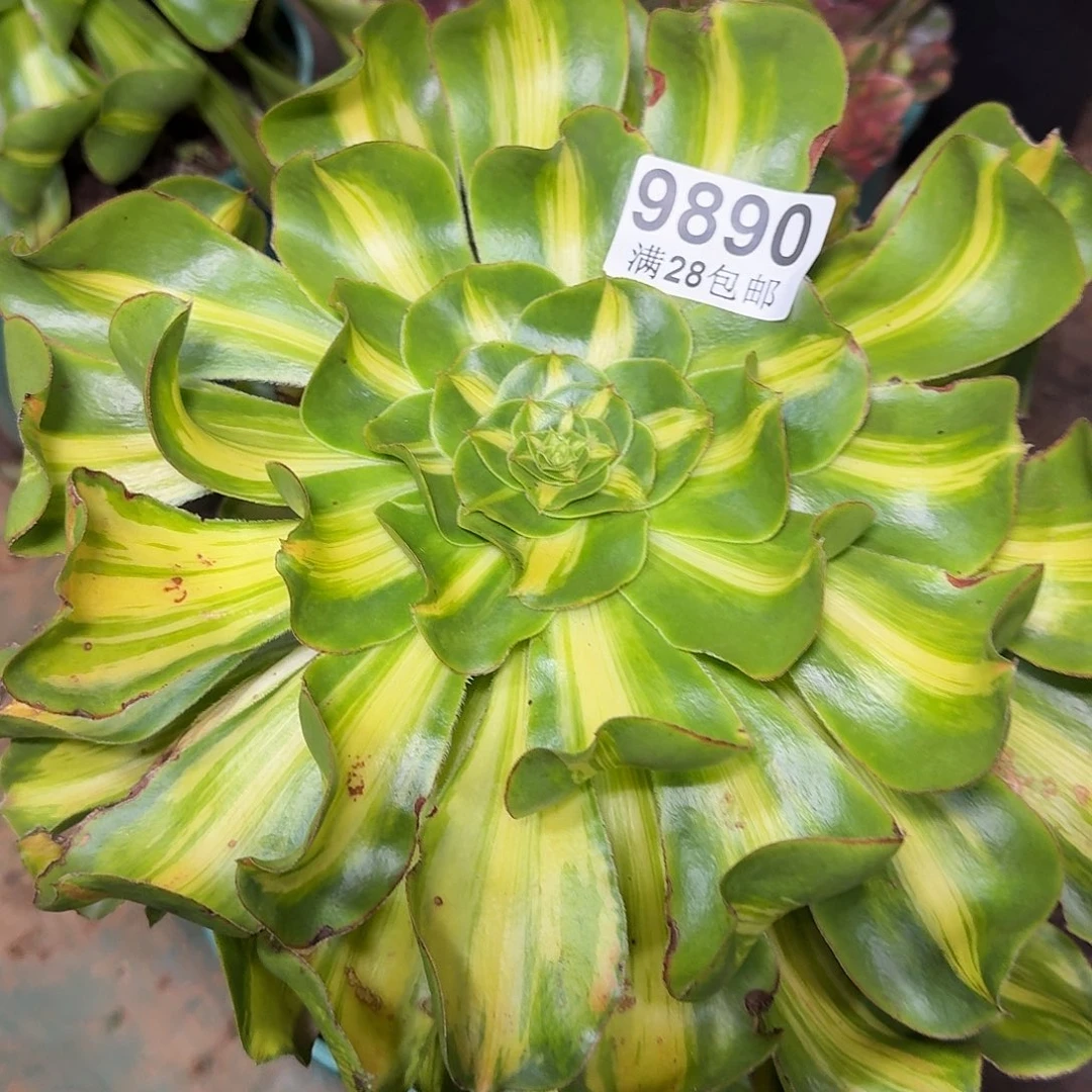 890 暴君多肉植物无根