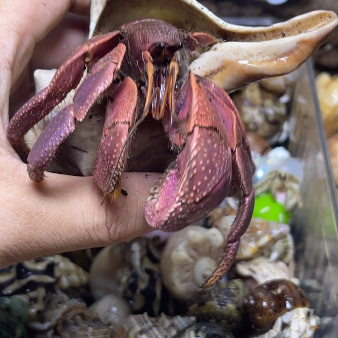 巨无霸红短腕寄居蟹