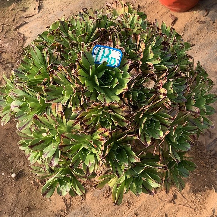 多肉植物碧火1130