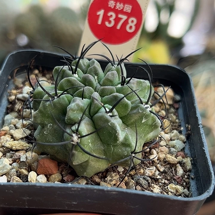 实生黑刺素妆玉4.3cm