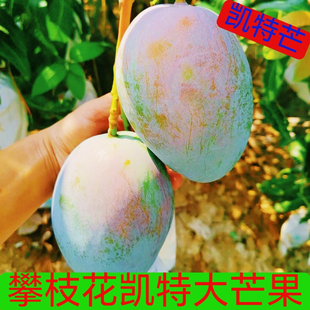 攀枝花凯特芒大芒果大脸芒新鲜水果3/5/9斤装整箱包邮凯特芒果
