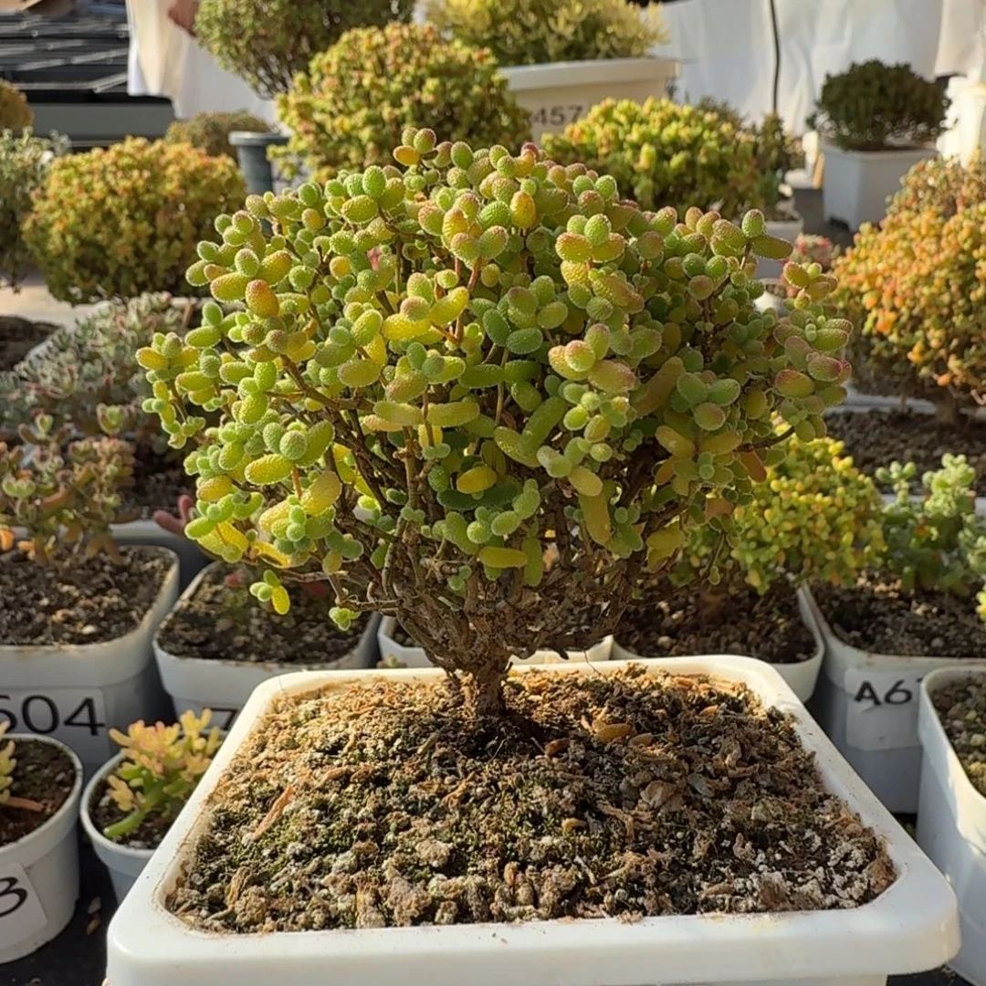 681金桔糖球一物一一拍