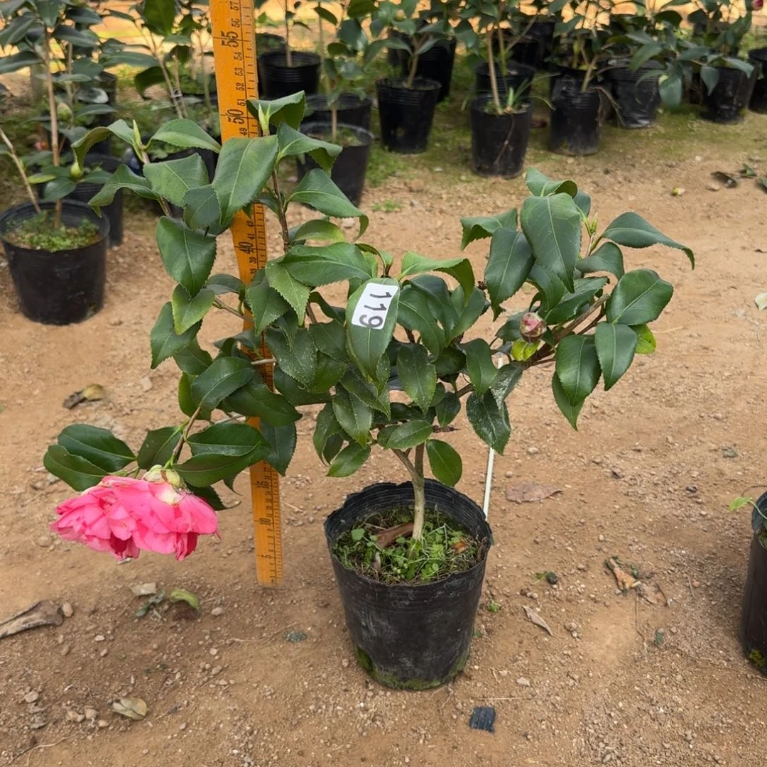 少量花朵（建议范围：2朵-5朵 或40%以下）119百露之日暮