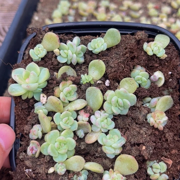 988秃子切糕多肉植物