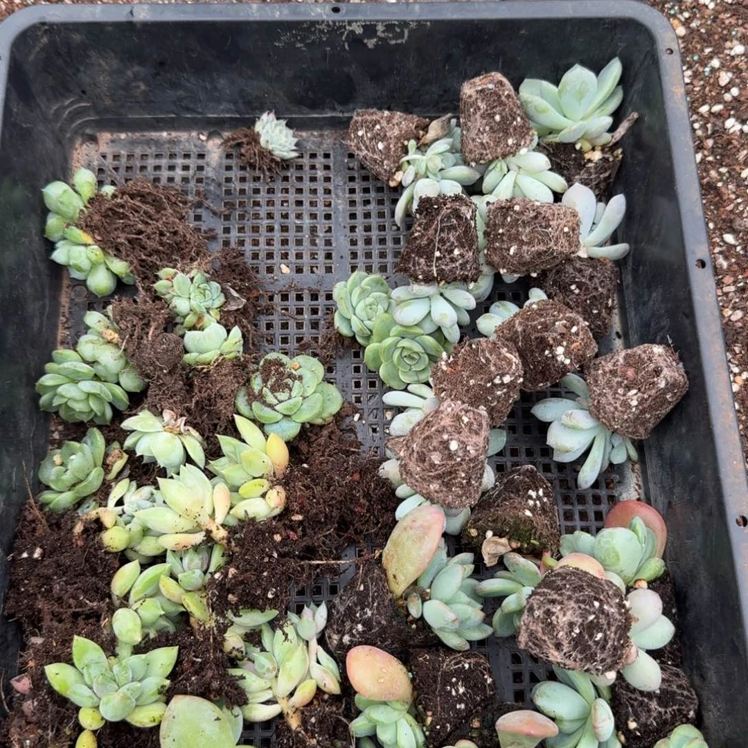 穴盘41棵量拍发货26-35