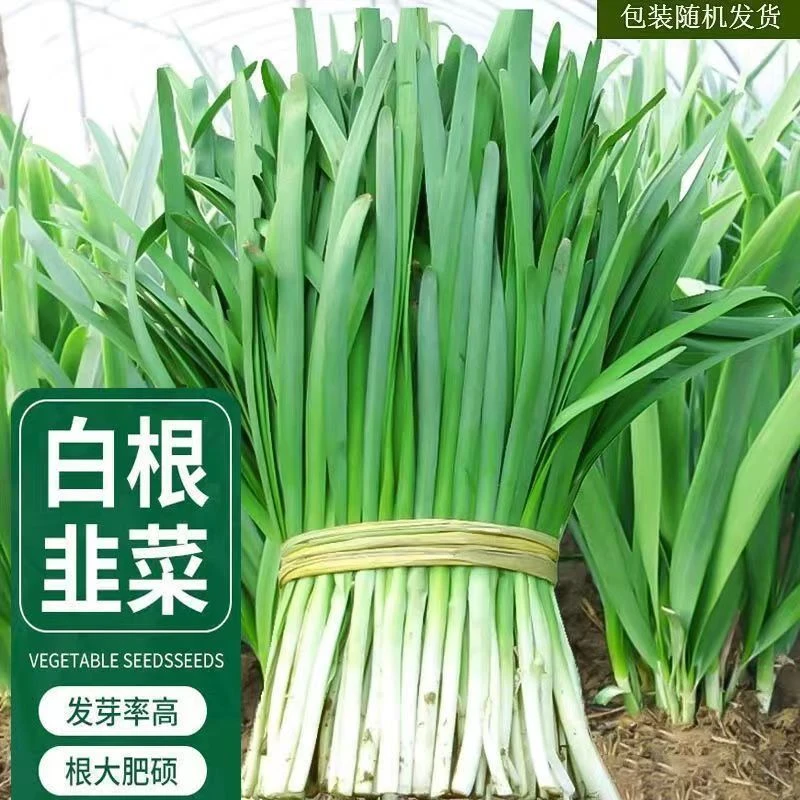 【791韭菜种子】 抗病速长香白根不休眠宽韭菜蔬菜种子菜园四季籽种