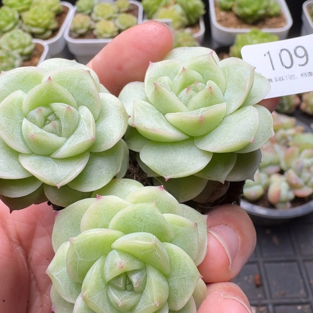 一物一拍一盒510-109