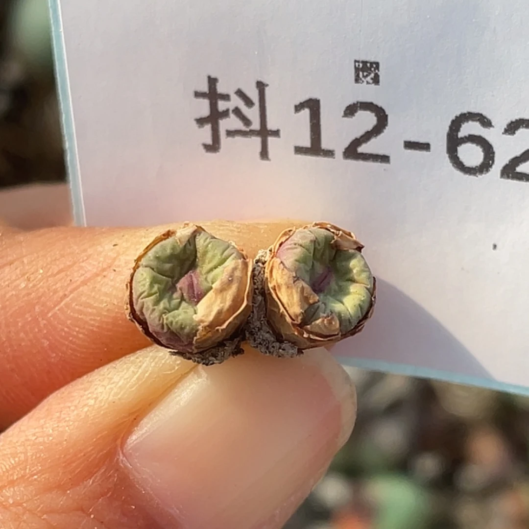 12-62嘴多肉植物肉锥