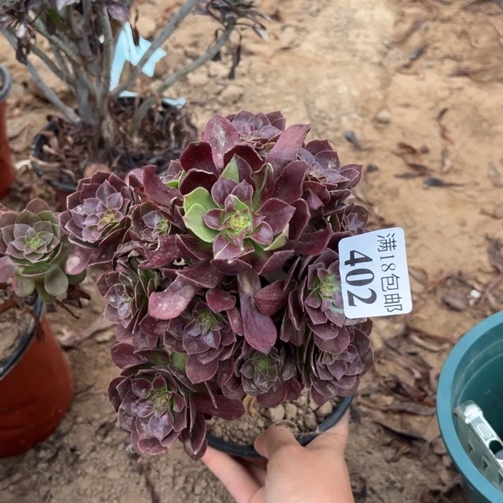 402黑魔阴阳手捧1号