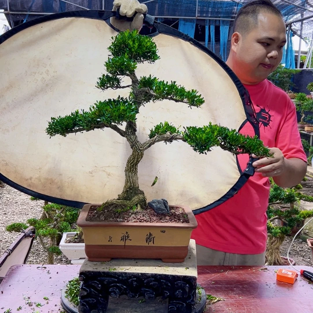 无花朵高端黄杨p j