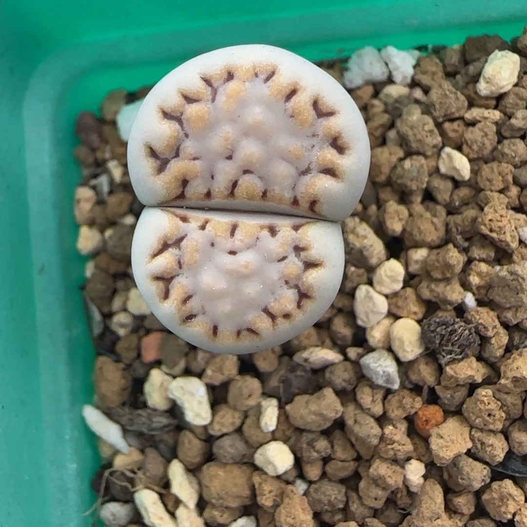 11.17。萌肉糖霜饼干福利。8037