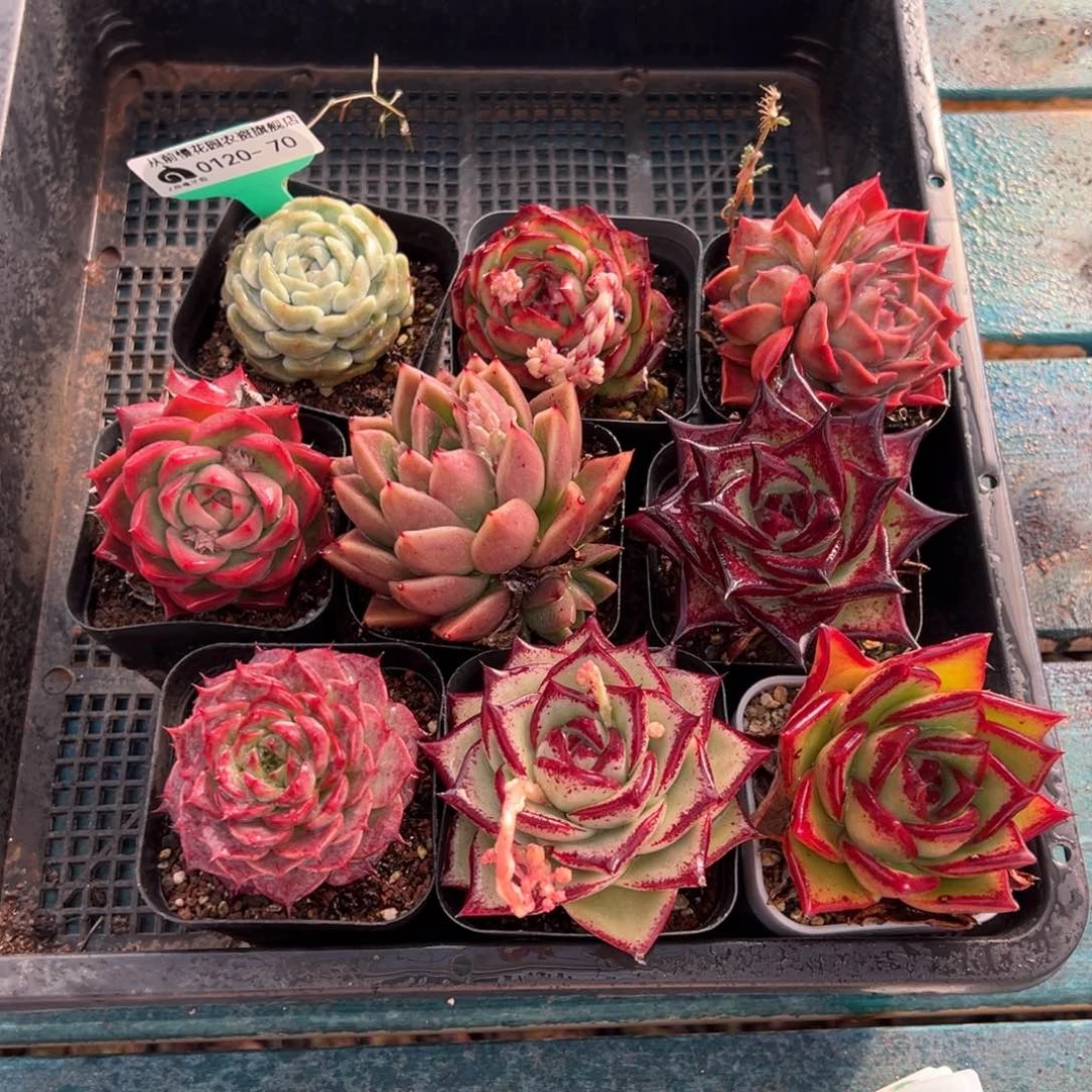 从前慢多肉精选编号0120.70