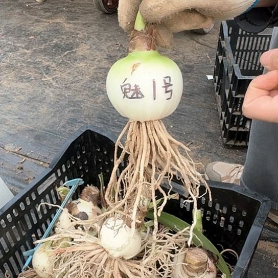 魅力四射籽播苗1号 7.5开花可能变异 无售后