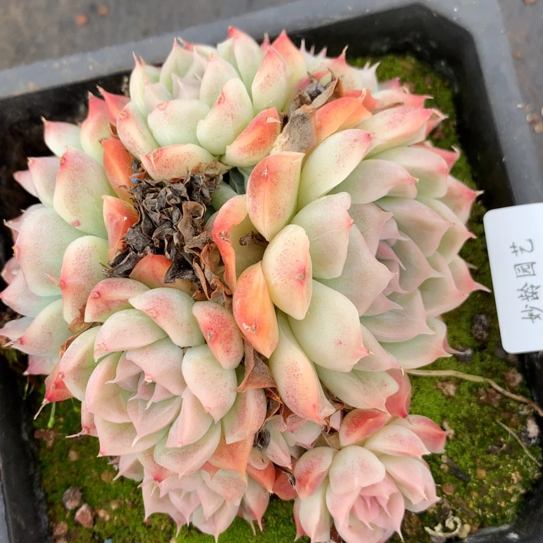 3979杂交多肉老桩