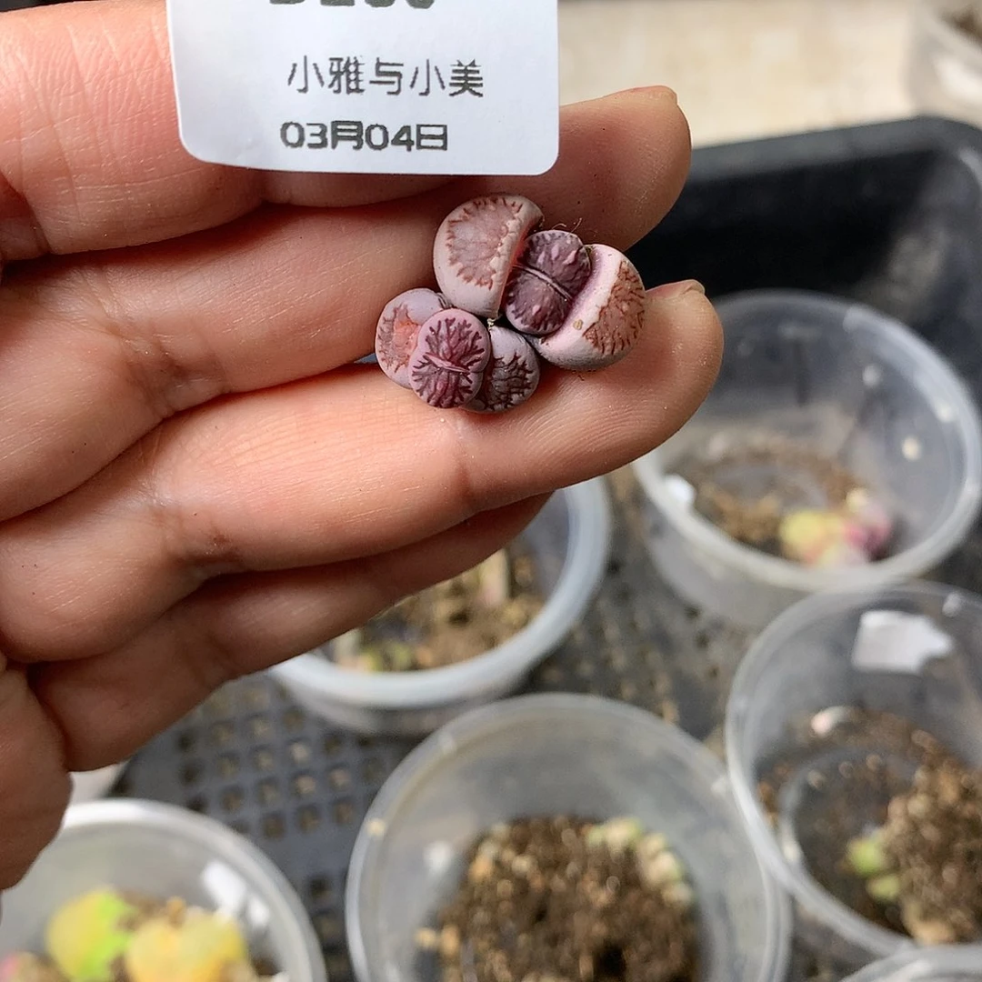 D260多肉植物保护研究所