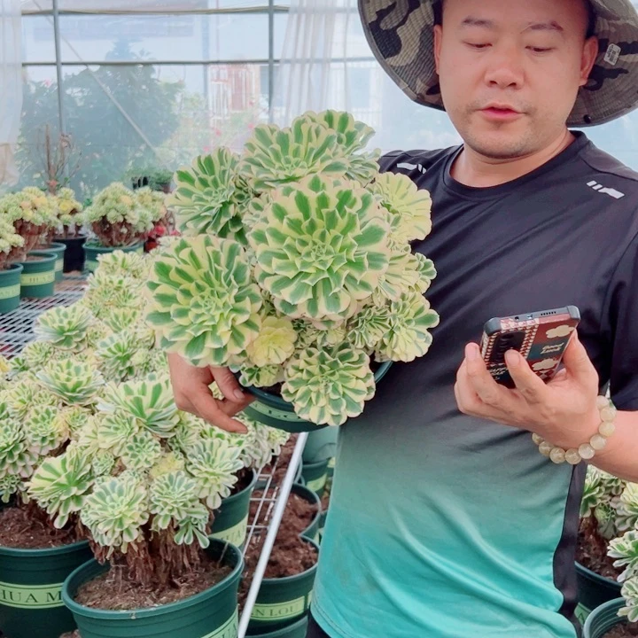 大颗迈巴赫多肉法师