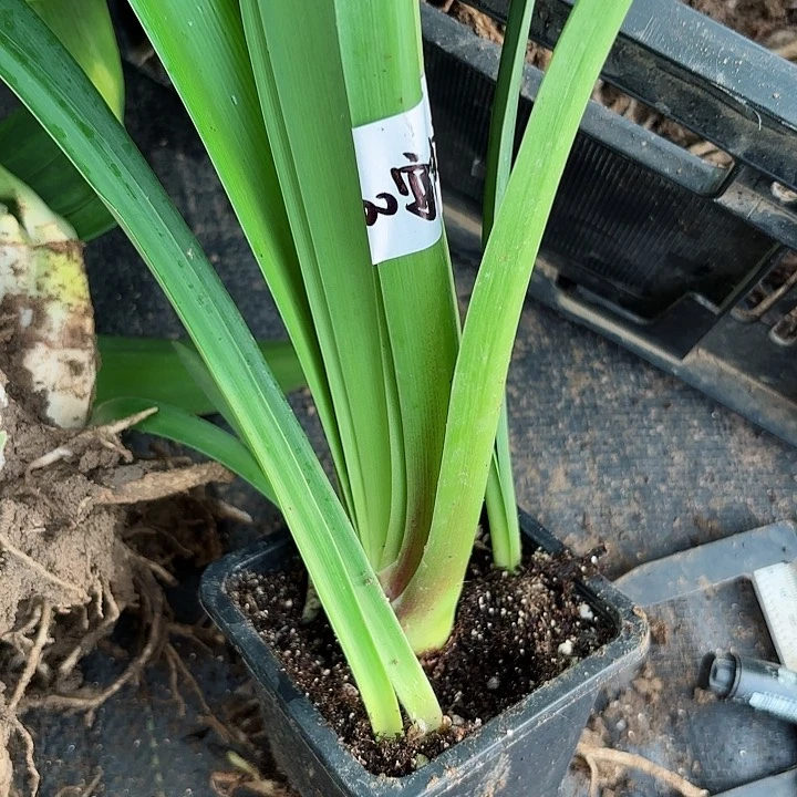 无花朵安吉拉包对版原盆原土发货