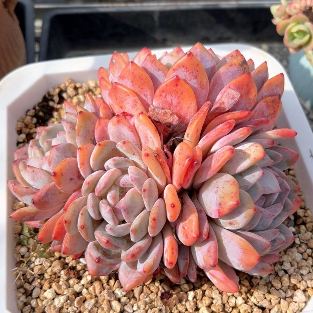 橙梦露（满38包邮）多肉