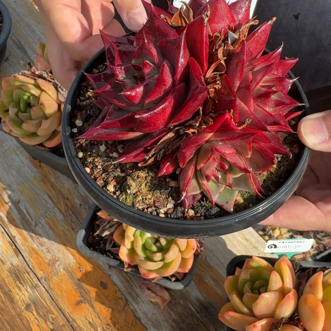 从前慢花园多肉编号0101-42