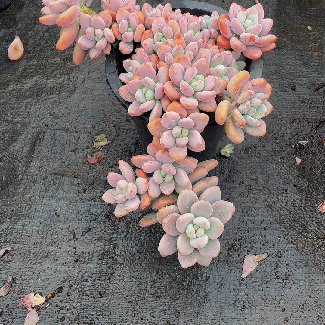 风***笑红洛神多肉植物群