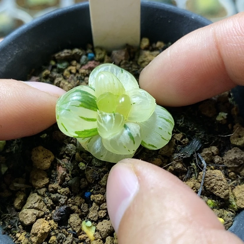 【闪购商品】叼*79水中月