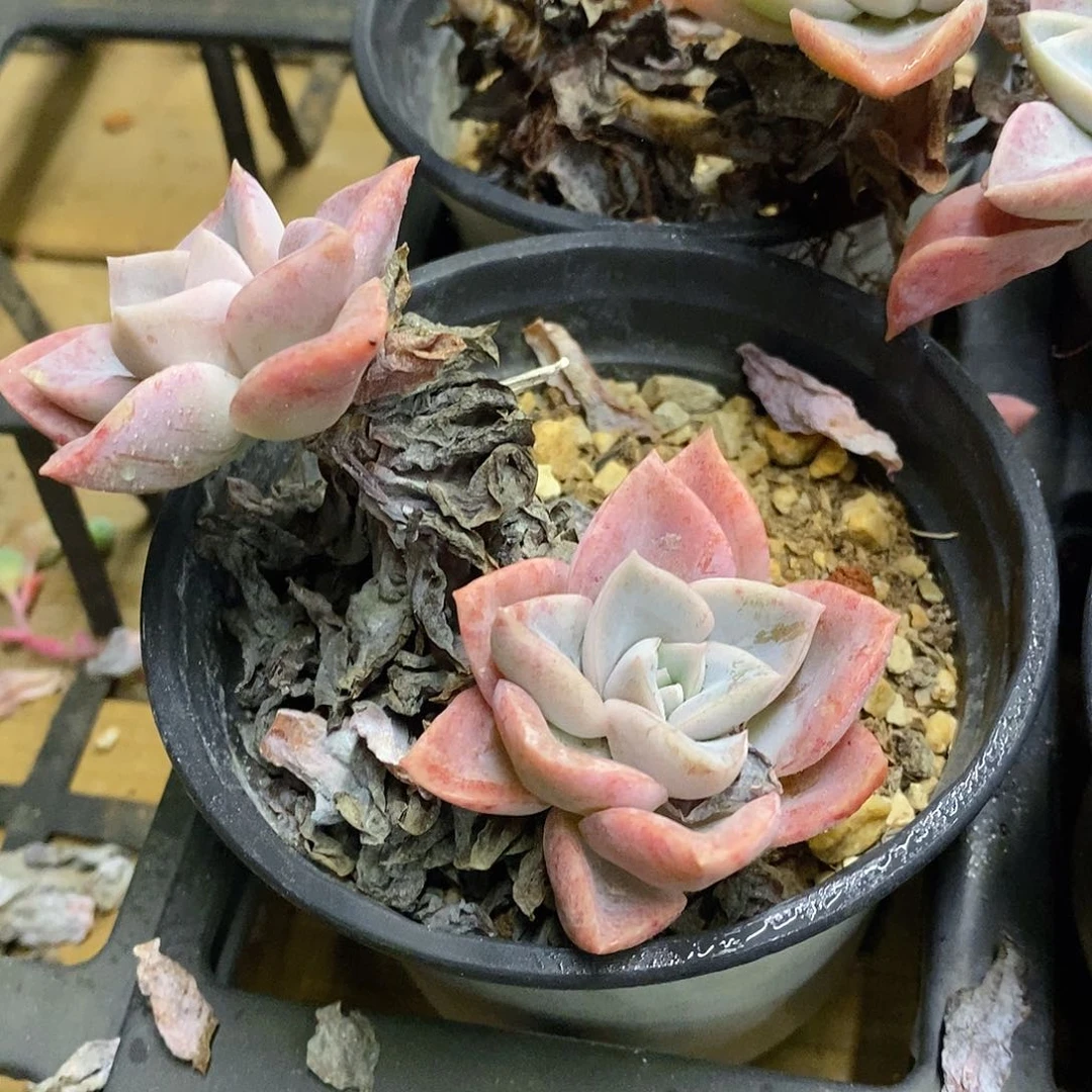 团。哈利沃森。福利多多