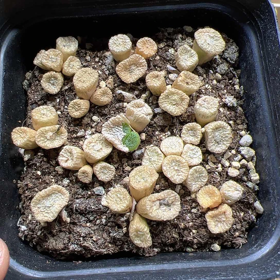 【闪购商品】277 蜜枣 带盆