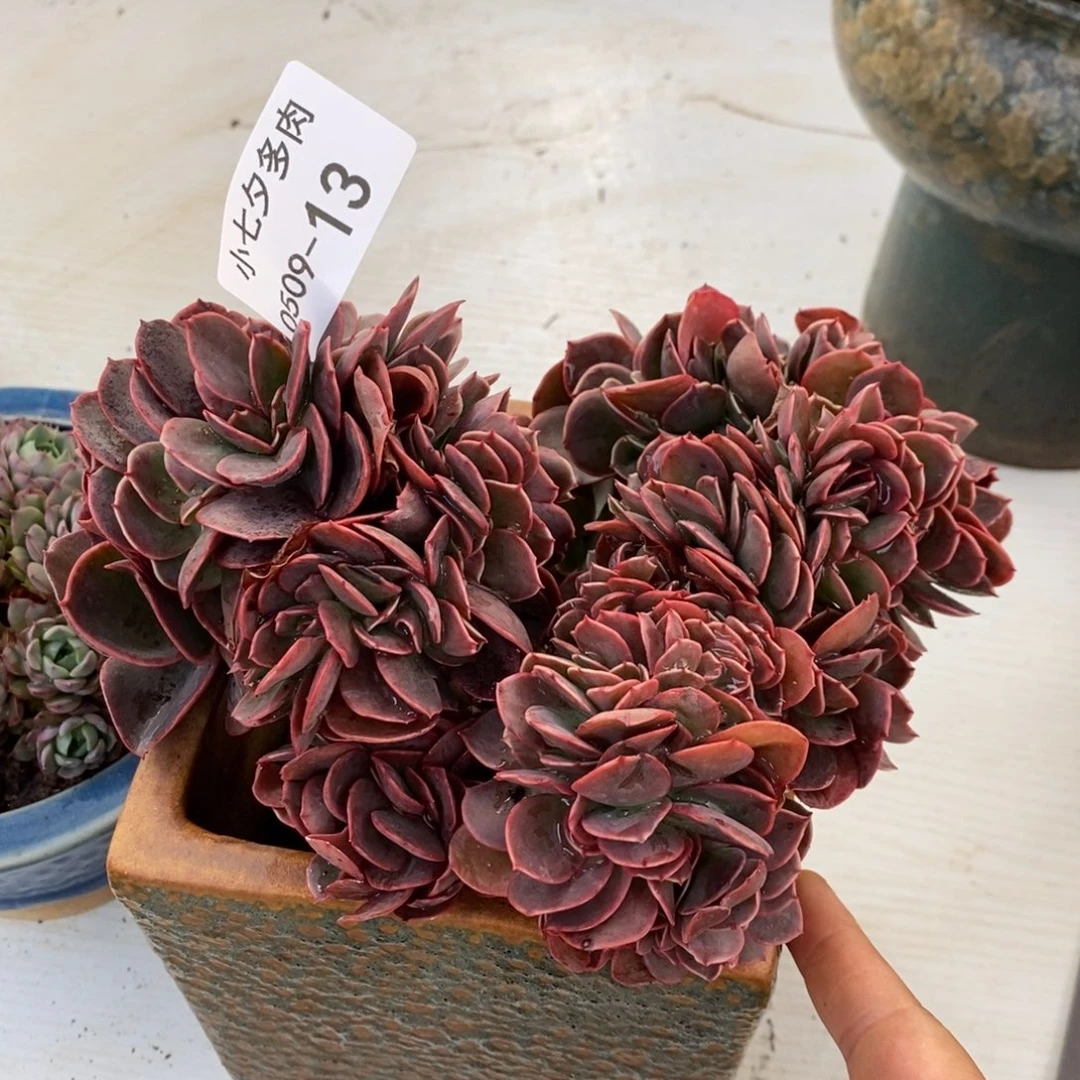 冰*淋小七夕多肉不知名13