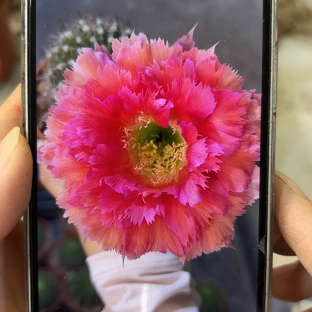 彩草紫红羽毛7公分左右微瑕