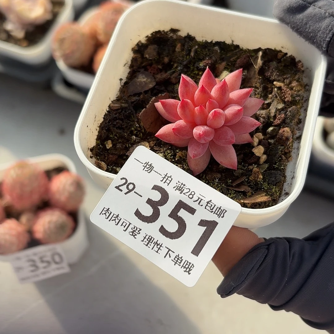 金鱼姬无盆土发货