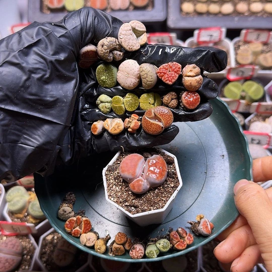 沫***雨生石花111111。   325