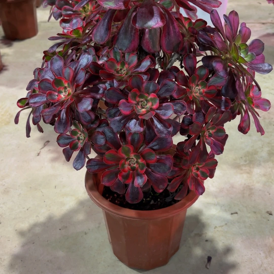 无花朵3246丽娜11111111