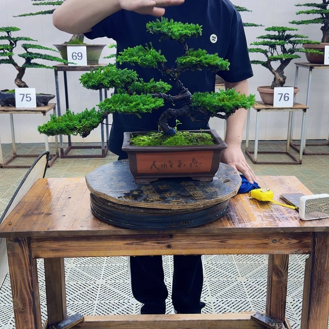无花朵柏树造型盆景