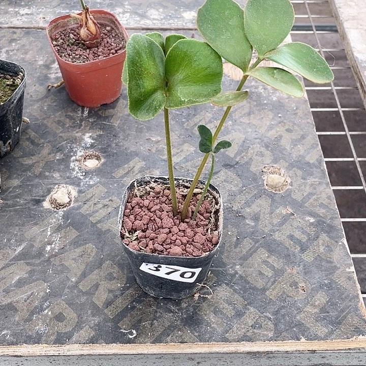 870墨西哥铁树块根