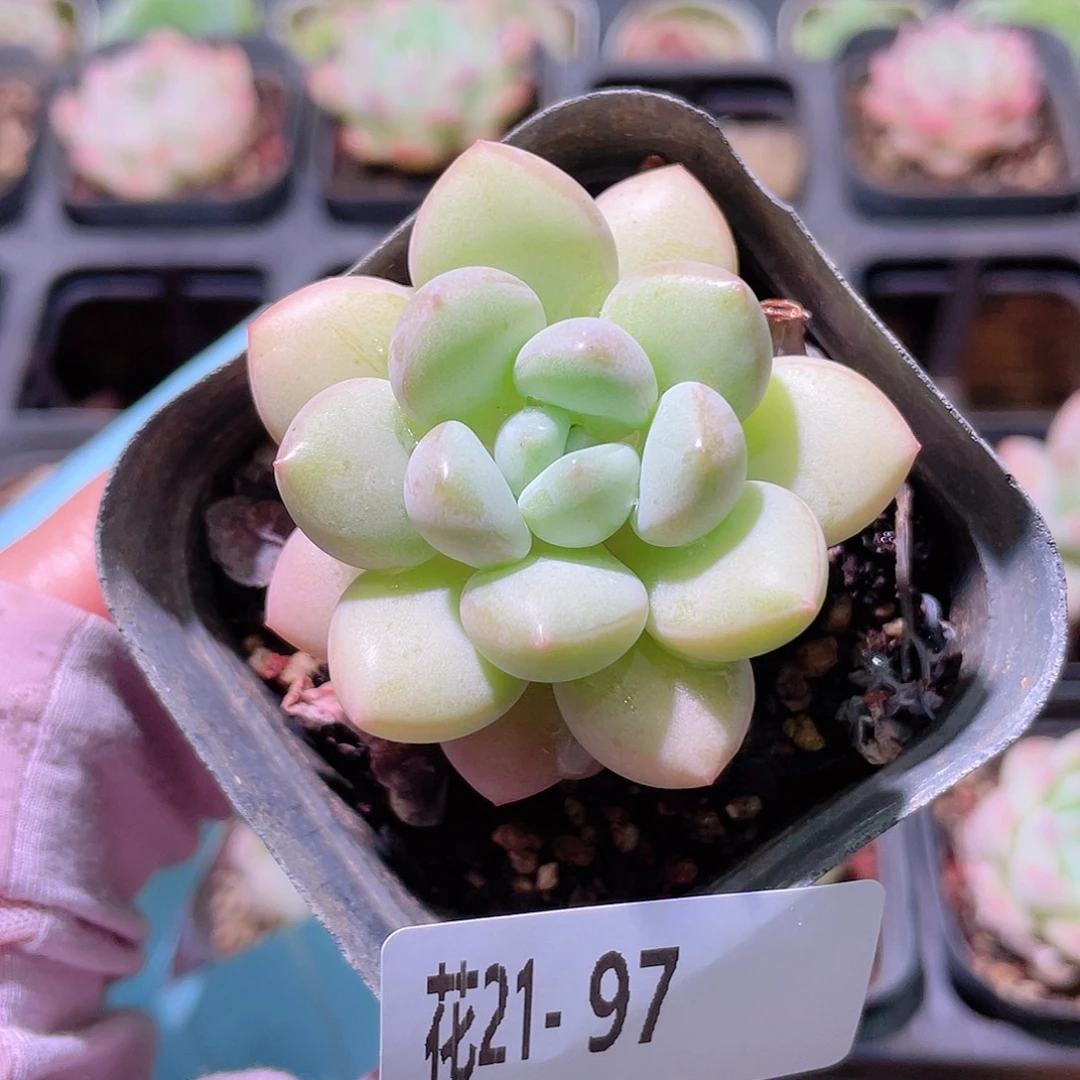 花利美21-97泡泡糖
