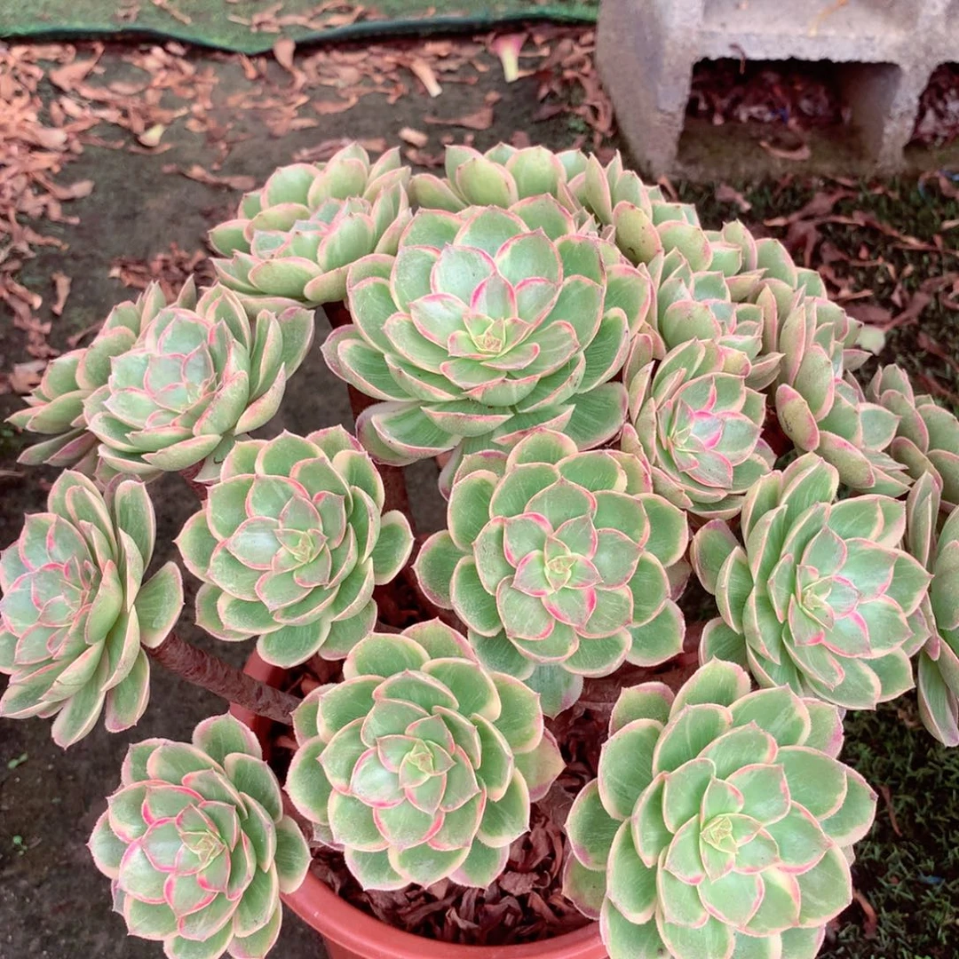 莲花座，多肉植物的