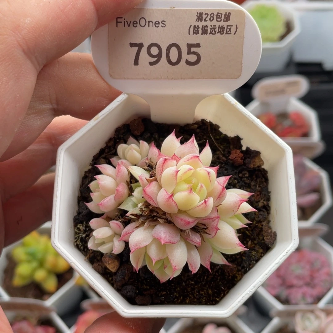 女王群7905-5厘米